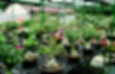 Berbisnis Tanaman Adenium, Ini Cara Meningkatkan Nilai Jualnya