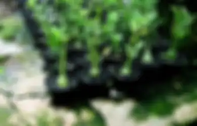 Punya Wawasan Pas-pasan Soal Adenium? Usaha Pembibitan Bonggol  Saja!