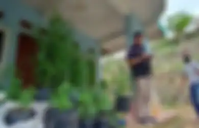 Nekat Tanam Ganja Puluhan Tahun Pakai Polybag di Rumahnya, Ternyata Kakak Kandung Pria Ini Bukan Sosok Sembarangan
