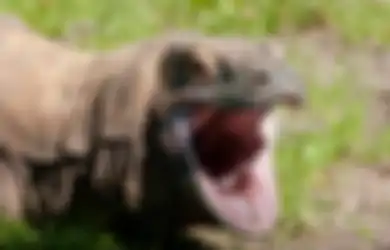 Komentar Soal 'Jurassic Park' di NTT, Anggota DPR RI Khawatir Pulau Komodo Berubah Jadi Pulau 'Mang Dodo'