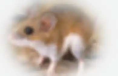 4 Cara Mencegah dan Mengusir Tikus dari Rumah, Mana Paling Efektif?