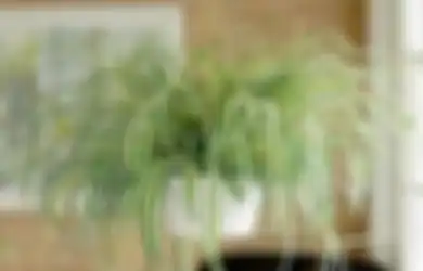 Jenis Tanaman yang Baik untuk Diletakkan di Tiap Ruang menurut Feng Shui