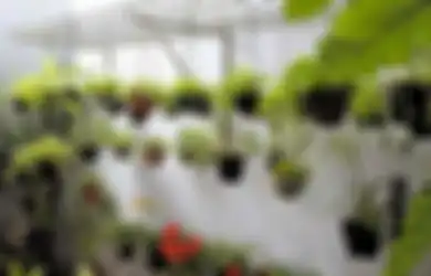 Agar-agar Bisa Dipakai sebagai Penyubur,  Utamanya untuk Tanaman Pot