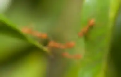 Tukang Kebun Tetangga Sampai Kepo, Ternyata Hama Tanaman Bisa Mati Dalam Sekejap Hanya dengan Rebusan Daun Sirsak, Mau Coba?