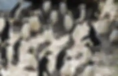 Sampah Plastik Ternyata Juga Mengancam Habitat Penguin di Ujung Dunia