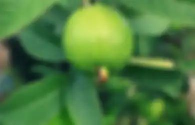 Bermanfaat Mulai dari Daunnya Hingga Buahnya, Jambu Biji Ternyata Juga Bisa Usir Nyamuk di Rumah!