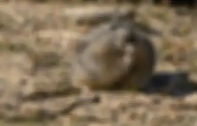 Tikus Lucu Penghuni Arktik yang Jadi Bukti Perubahan Iklim, Kenali Yuk!