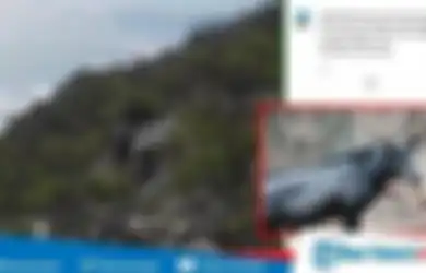 Viral video Penampakan 'Kerbau' Misterius di Lereng Gunung Dempo, Masyarakat Sekitar Percaya Hewan Tersebut Muncul Jika Dipanggil Melalui Ritual, Berikut Bentuknya