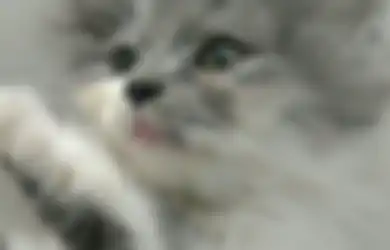 SARS-CoV-2 Juga Menginfeksi Kucing dan Anjing, Perlukah Vaksin Khusus?