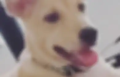 Suka Piara Anjing? Ini Satu Lagi Kepintarannya, Bisa Deteksi Panas!
