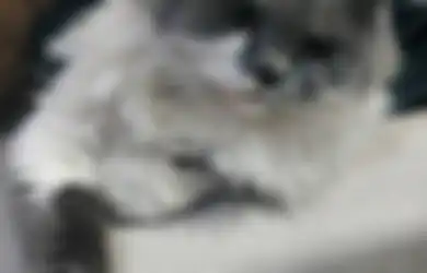 Jaga Kesehatan Anjing dan Kucing, Kenali Vaksin yang Wajib Diberikan