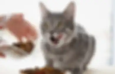 Jangan Salah Memilih Makanan Kucing, Pertimbangkan 6 Hal Ini!