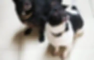 Pelihara Anjing dan Kucing di Rumah? Mereka perlu Diisteril, Ini Alasannya!