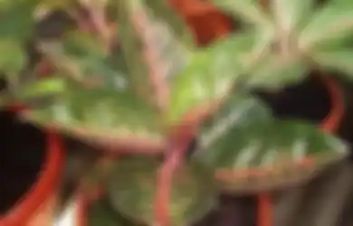 Ingin  Tambah Penghasilan dari Aglaonema? Cara  Meninggikan Harga Jual