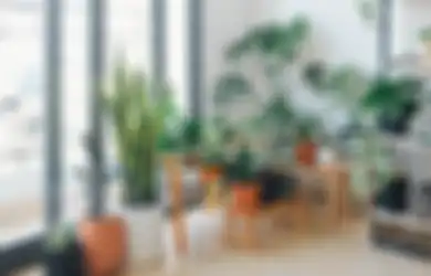 Daun Tanaman Indoor Mengeluarkan Air Terus, Nornalkah? Cek Sebabnya!