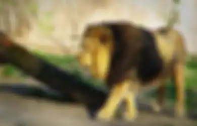Curiga Tak Ada Raungan Singa di Pagi Hari, Penjaga Kebun Binatang ini Dapati 16 Singa Mati Mengenaskan dengan Wajah yang Terpotong