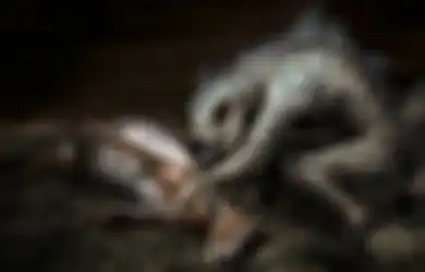Situasinya Bak di Film Horor, Puluhan Kambing Milik Warga di Jawa Barat Mati Misterius, Saksi Ngaku Pergoki Hewan Penghisap Darah Mirip Anjing