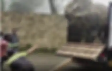 Video Dinosaurus Turun dari Truk Bikin Gempar, Begini Fakta Sebenarnya