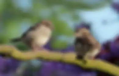Mitos Burung Pipit Berkicau, Ternyata Pertanda akan Ada Kabar Baik