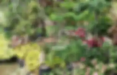 Hobi Berkebun? Ini Sentra Tanaman di Jabodetabek Wajib Disambangi