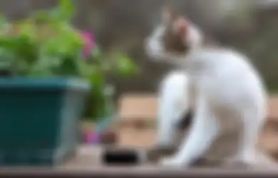 Kucing Peliharaanmu sering Menyemprotkan Urin? Ternyata Ini Alasannya!