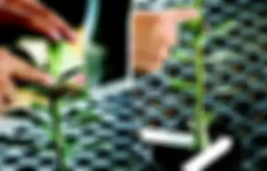 Waspadai dan Kenali Hama Penyakit yang Acap Serang Adenium Ini