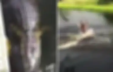 Diseret Buaya di Depan Mata Anaknya, Ibu di Bangka Ini Tewas Mengenaskan Saat Akan Mandi di Lubang Bekas Tambang, Begini Kondisi Mayat Saat Ditemukan