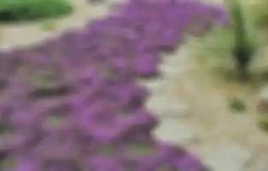 Menawannya Ground Cover Berbunga, Tip Menanam dan Merawatnya
