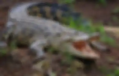 Tusuk Buaya yang Gigit Warga, Seorang Pawang Diancam Hukuman Penjara 5 Tahun, Pihak BKSDA: Ini Satwa yang Dilindungi