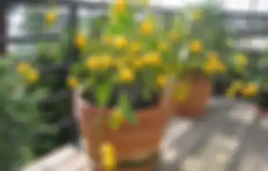 Agar Tanaman Buah dalam Pot di Rumah Rajin Berbuah, Ini Syaratnya!