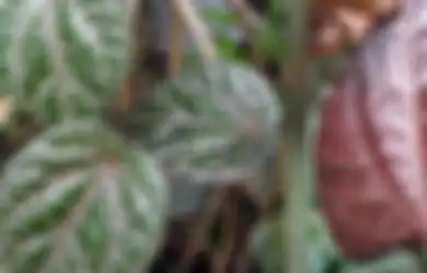 Bunuh Sel Kanker, Gunakan Pestisida Alami Ini untuk Tanam Sirih Merah
