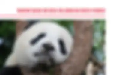 Mata Panda Bisa Langsung Hilang Kalau Konsumi Buah-buahan Ini!