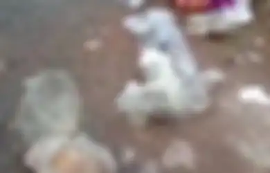 Mati Berserakan dan Bersimpah Darah, 20 Bangkai Kucing Milik Pet Shop Banjarmasin Ditemukan Tinggal Bangkai, Polisi Selidiki 3 Saksi