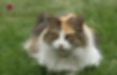 Firasat Kucing Peliharaan Seolah-olah Menatap Tanpa Kedipkan Matanya Menurut Primbon Jawa, Apakah Pertanda Baik atau Buruk?