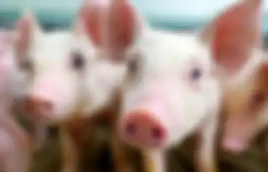 Virus Covid-19 Wuhan China Diklaim Berasal dari Kepala Babi Beku Impor