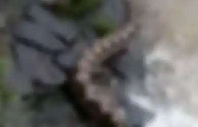 Jakarta Geger, Ular Piton Sebesar Batang Pohon Tiba-tiba Muncul di Pintu Air di Petamburan, Petugas Damkar Sampai Turun Tangan Cari Keberadaannya, Panji Petualang Justru Lantangkan Fakta Ini...