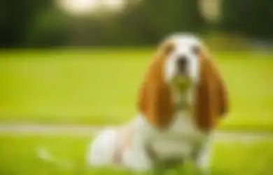 Perbedaan Usia Anjing dan Manusia Bukan 7 Tahun! Begini Penjelasanya