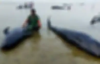 Kejadian Langka nan Mengenaskan, 52 Ekor Paus Terdampar di Pantai Jawa Timur