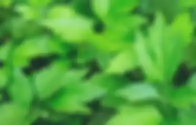 Keren Banget, Tenyata Mugwort Banyak Manfaatnya! Yuk Cobain!
