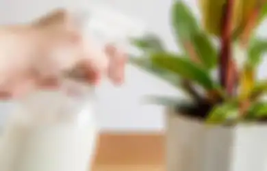 5 Fakta tentang Susu bagi Pertumbuhan Tanaman, Bisa Cegah Busuk Bunga