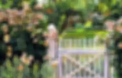 Ini Pilihan Tanaman untuk Pagar Hidup , Bisa Jadi Obat Aneka Penyakit
