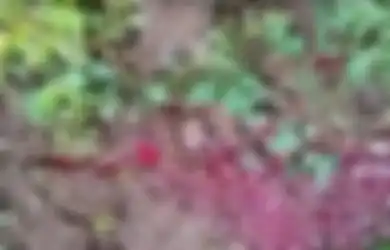 Genangi Kebun Warga Usai Hujan Deras Reda, Heboh Fenomena Cairan Merah Darah Keluar dari Dalam Tanah di Sukoharjo, Berikut Tanggapan Ahli Geologi UGM