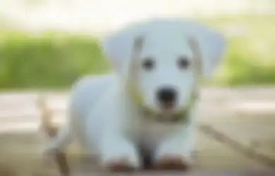 Anjing bisa Berkomunikasi dengan Manusia sejak Bayi, Memeliharanya di Rumah akan Sehatkan Fisik dan Mental