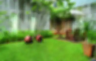 Agar Rumput Selalu Hijau dan Lebat, Jangan Abaikan  5 Hal Penting Ini