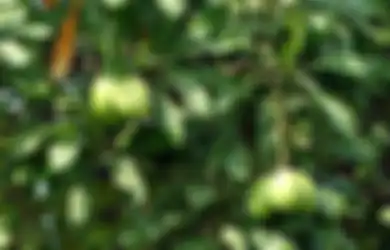 Mitos dan Fakta soal Tanaman, Penting Buat yang Hobi Berkebun!