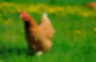 Nyasar, Ayam Ini Berhasil Tembus Markas Pentagon yang Dikenal Punya Pengamanan Superketat