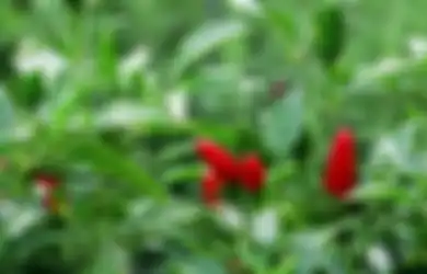 6 Penyebab Tanaman Cabai Tak Berbuah atau Rontok, Yuk Cegah!
