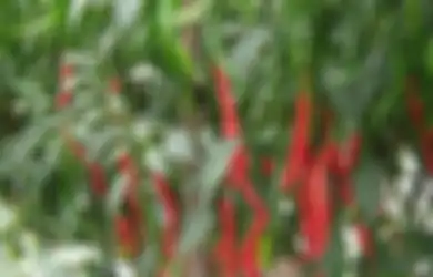 Bikin Kebun Cabe Subur, Ini Jenis Pupuk yang Harus Digunakan