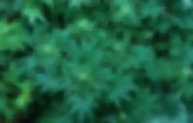 Berawal Dari Cerita 5 Remaja SMA, Ini Dia Asal Usul Istilah Ganja 420 yang Sering Dipakai Orang!