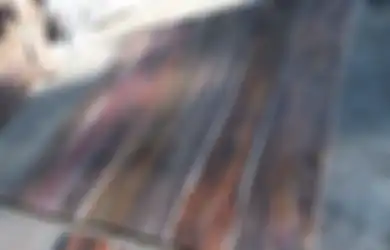 Mengenal Plus Minus Kayu Sonokeling, Kualitasnya Setara Kayu Jati
